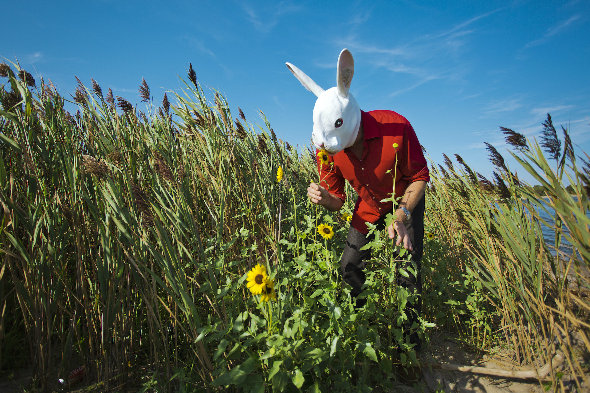 The Rabbit in Spring