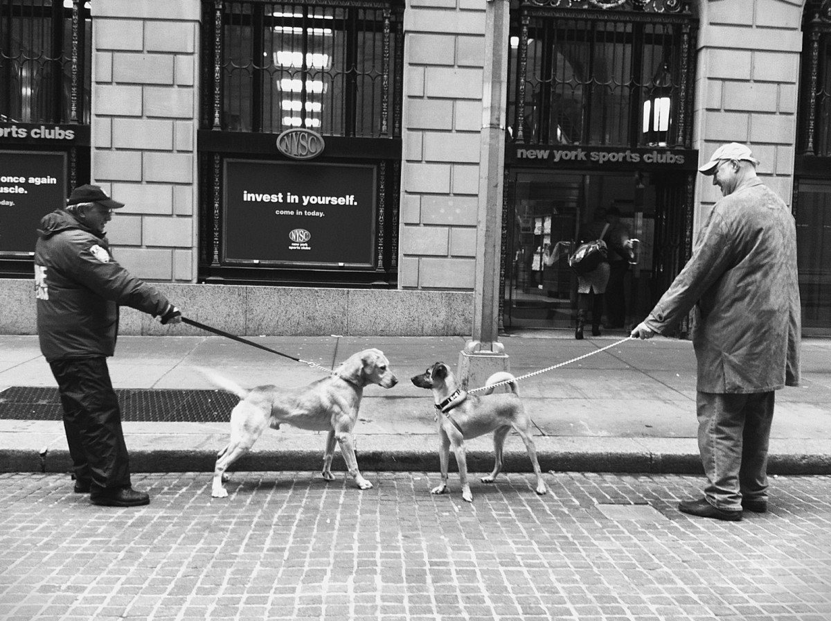 The Dog Meet Up